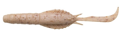 Ecogear Jukusei Aqua Swim Shrimp 3 İnç J05 Pearl Silas Silikon Yem