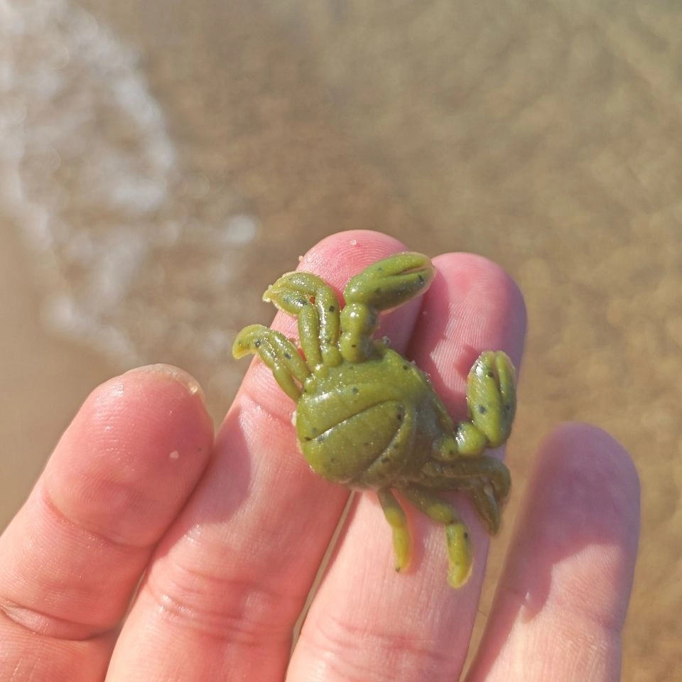 MARUKYU CRAB LARGE GREEN (YEŞİL)