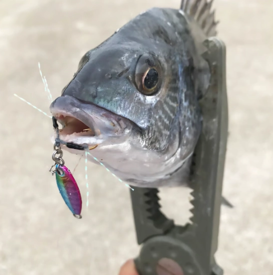 Rudie’s Gyoshi Metal Sardine